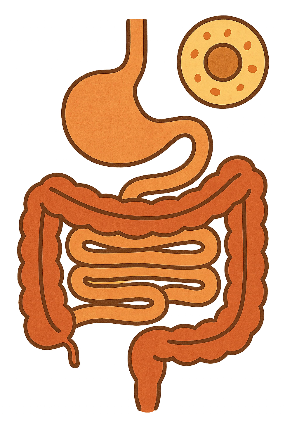 Anatomical illustration of the human digestive system, showing a cell, small intestine, and large intestine. Smooth 3D style, soft shading, clean and simple design.
 emoji