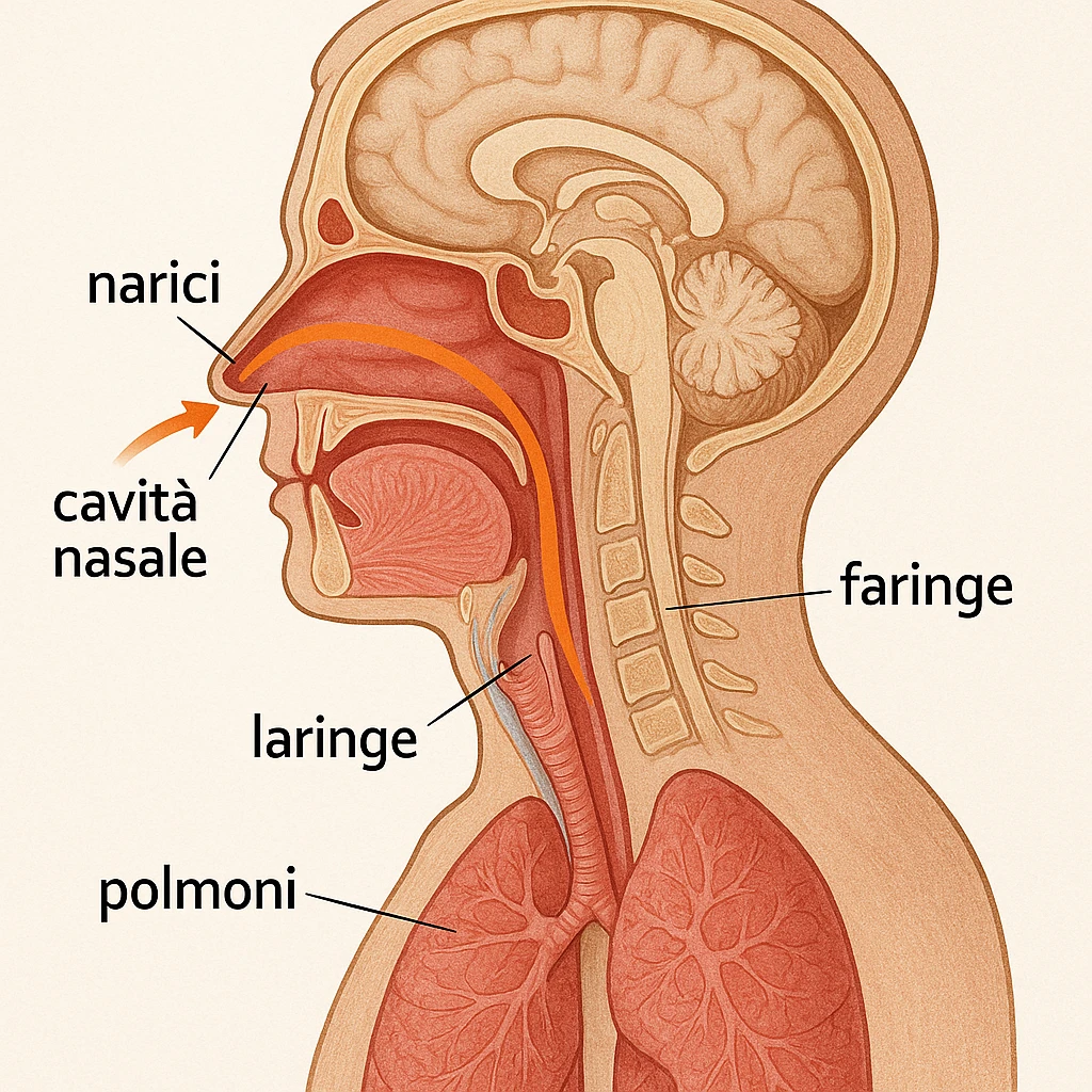 sagittal section of head showing air passing from nostrils to lungs, with captions in Italian emoji