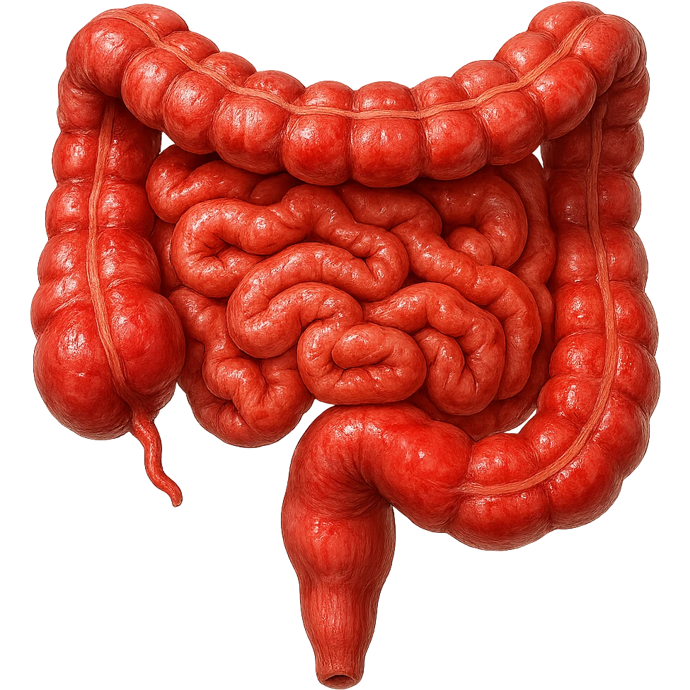 intestino umano anatomico realistico infiammato iperrealistico 4k emoji