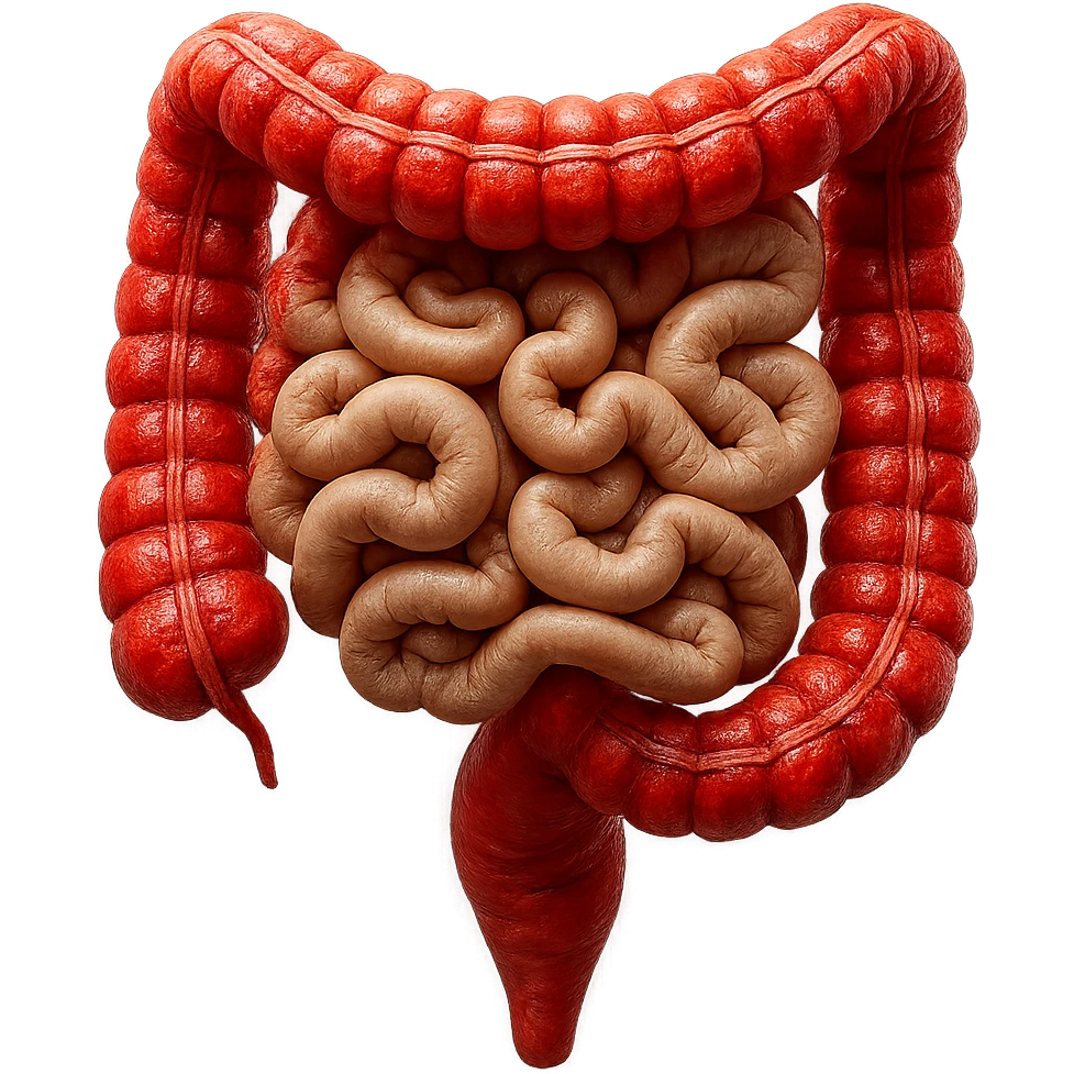 intestino umano anatomico realistico con gonfiori e rossori sul colon iperrealistico 4k emoji