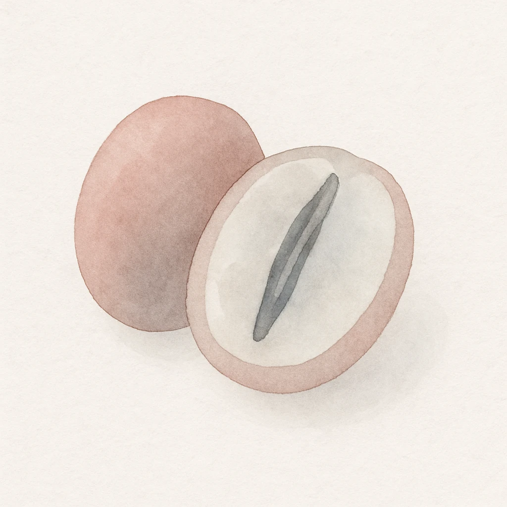 watercolor art of a coffee berry cut in half showing the coffee bean inside emoji