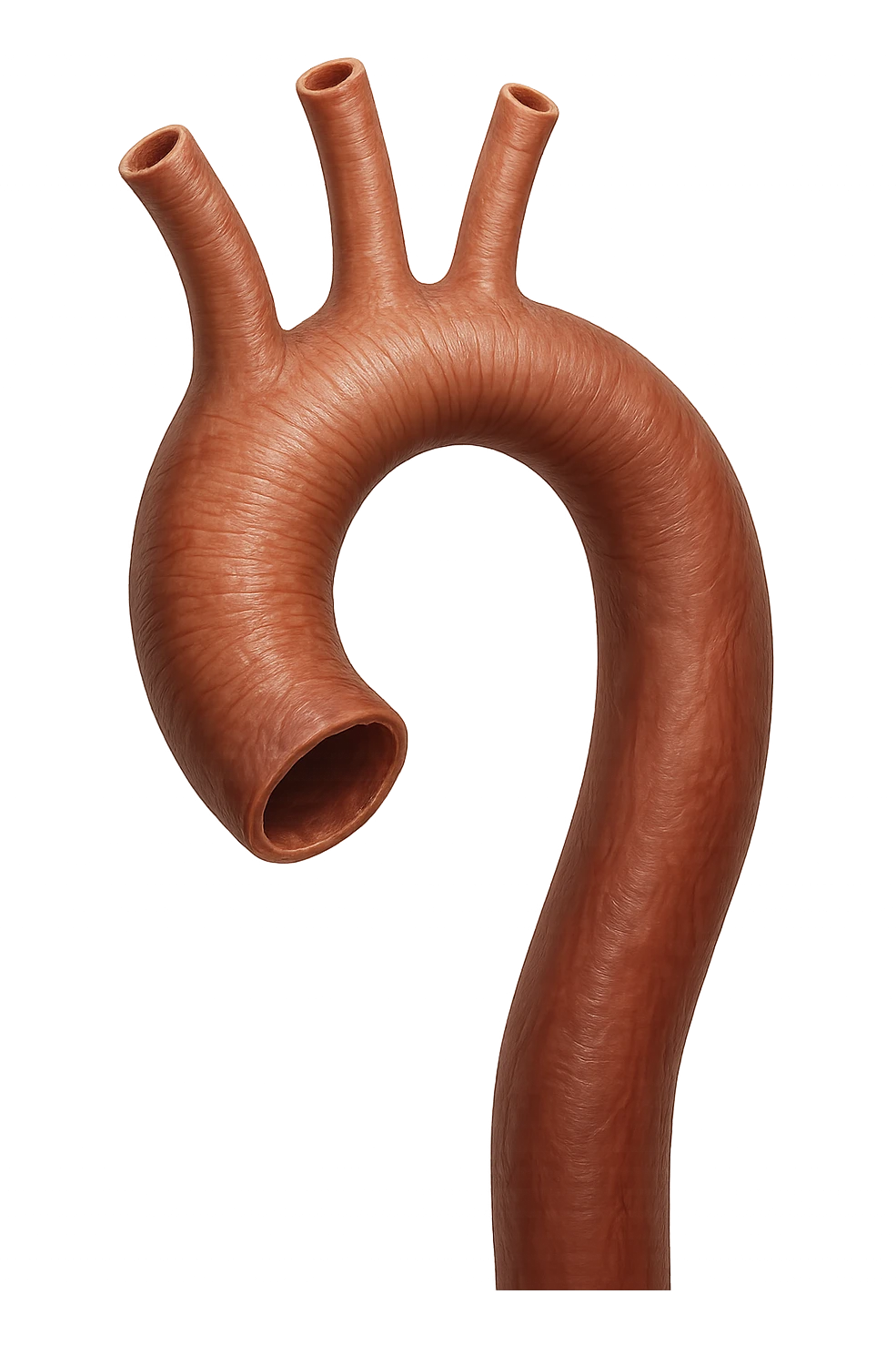 anche anatomiche realistiche in 3d, iperrealistica in 3d emoji