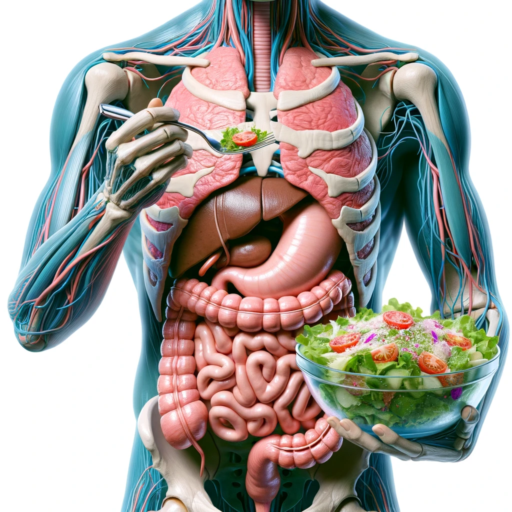 corpo umano anatomico con intestino in evidenza mentre mangia un'insalata con espressione neutra in volto, iperrealistico 4k, isolato su sfondo bianco emoji