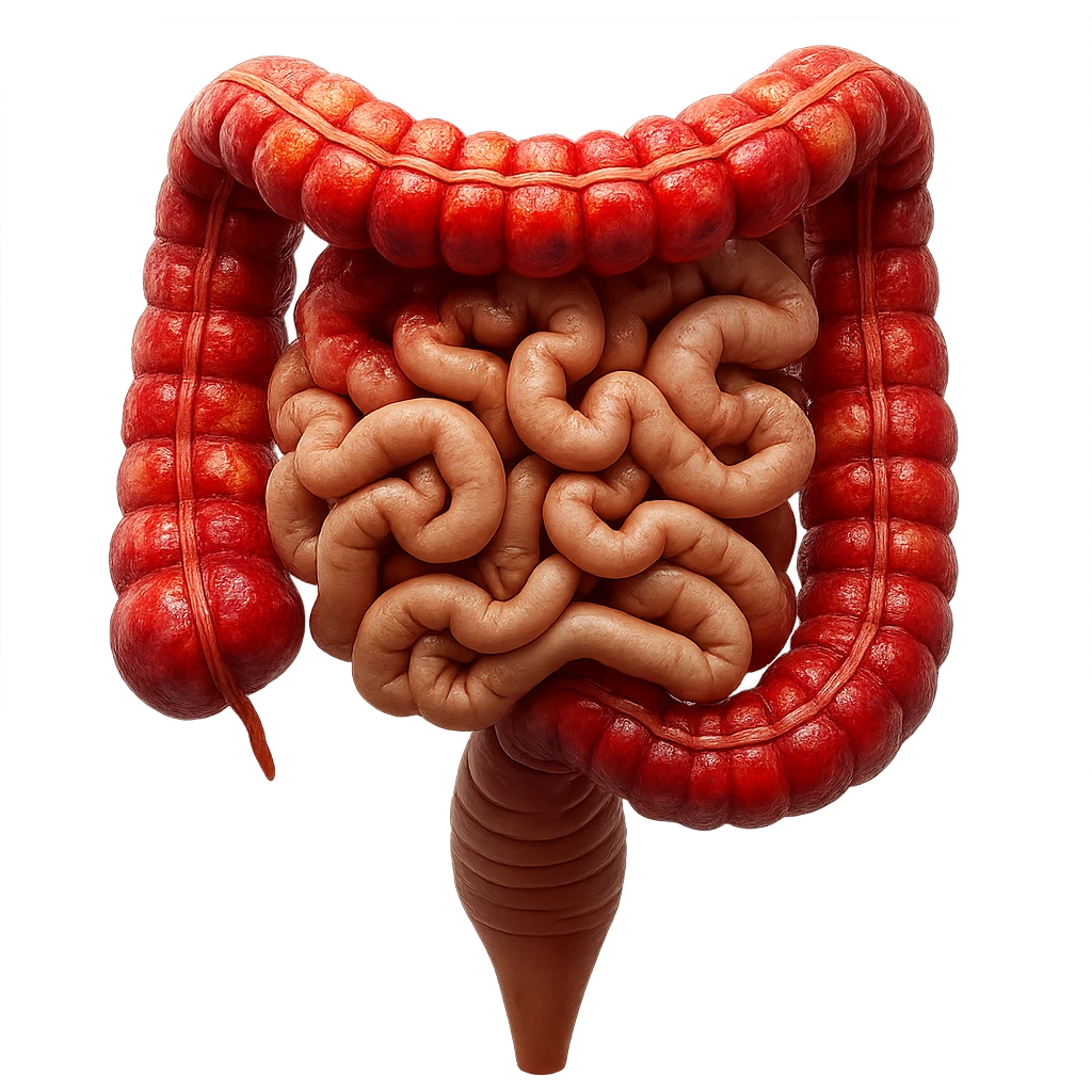 intestino umano anatomico realistico con gonfiori e rossori sul colon iperrealistico 4k emoji