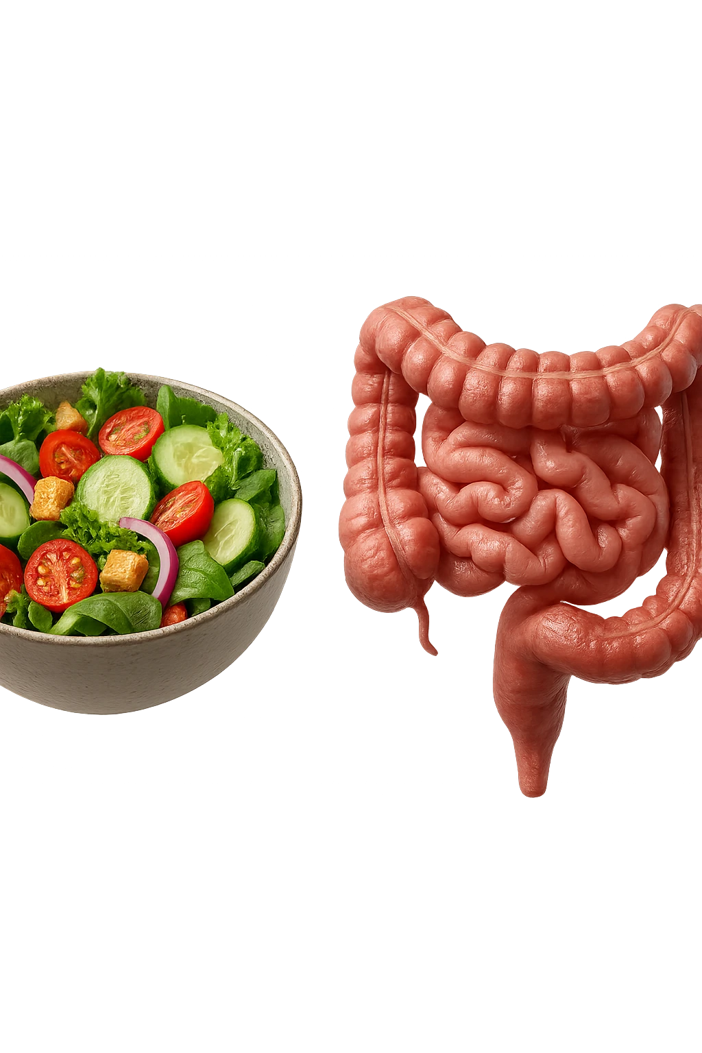 bowl di insalata fluttua in aria insieme ad intestino umano anatomico realistico, IPERREALISTICO 4K emoji
