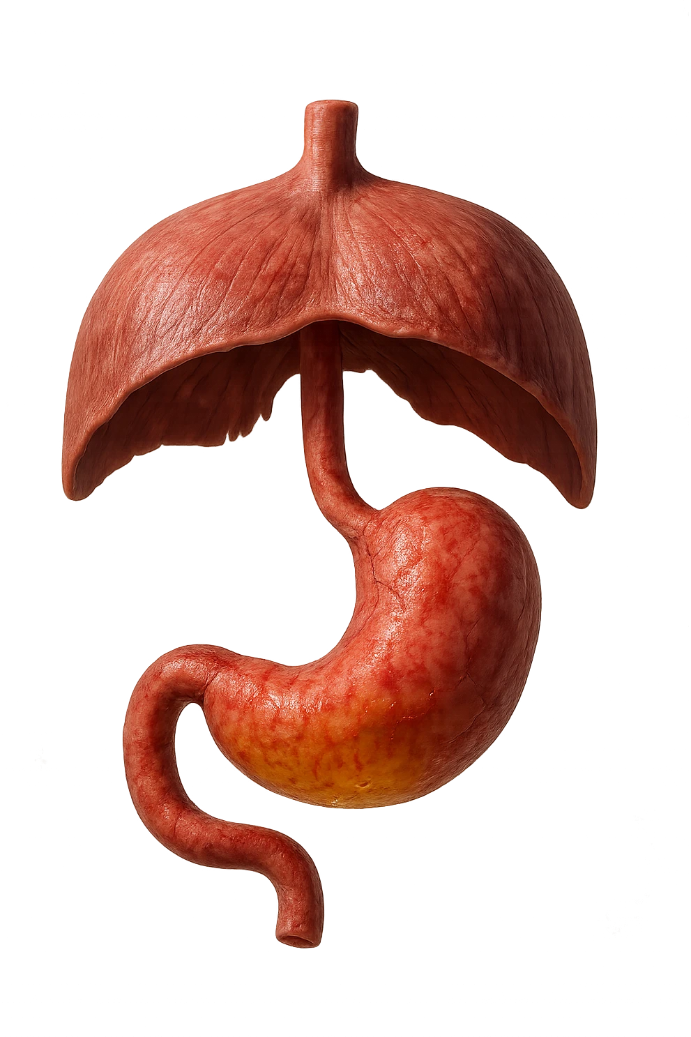 stomaco umano anatomico infiammato con acido giallo all'interno fluttua in aria insieme ad un diaframma umano, iperrealistico 4k, isolato su sfondo bianco emoji
