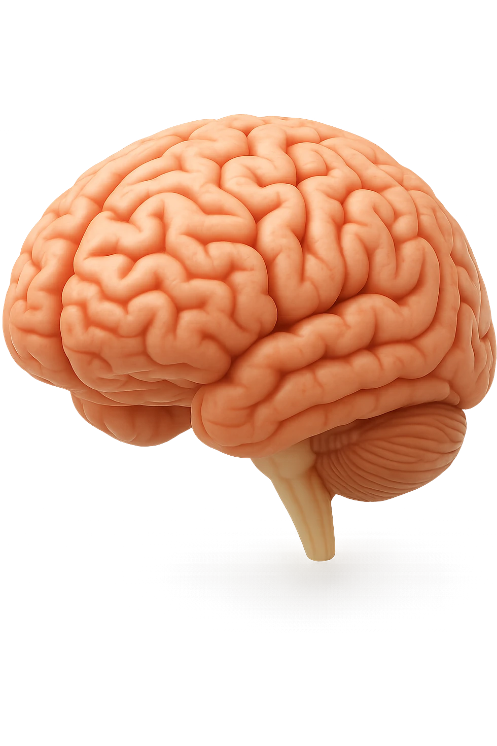 cervello umano 3d emoji