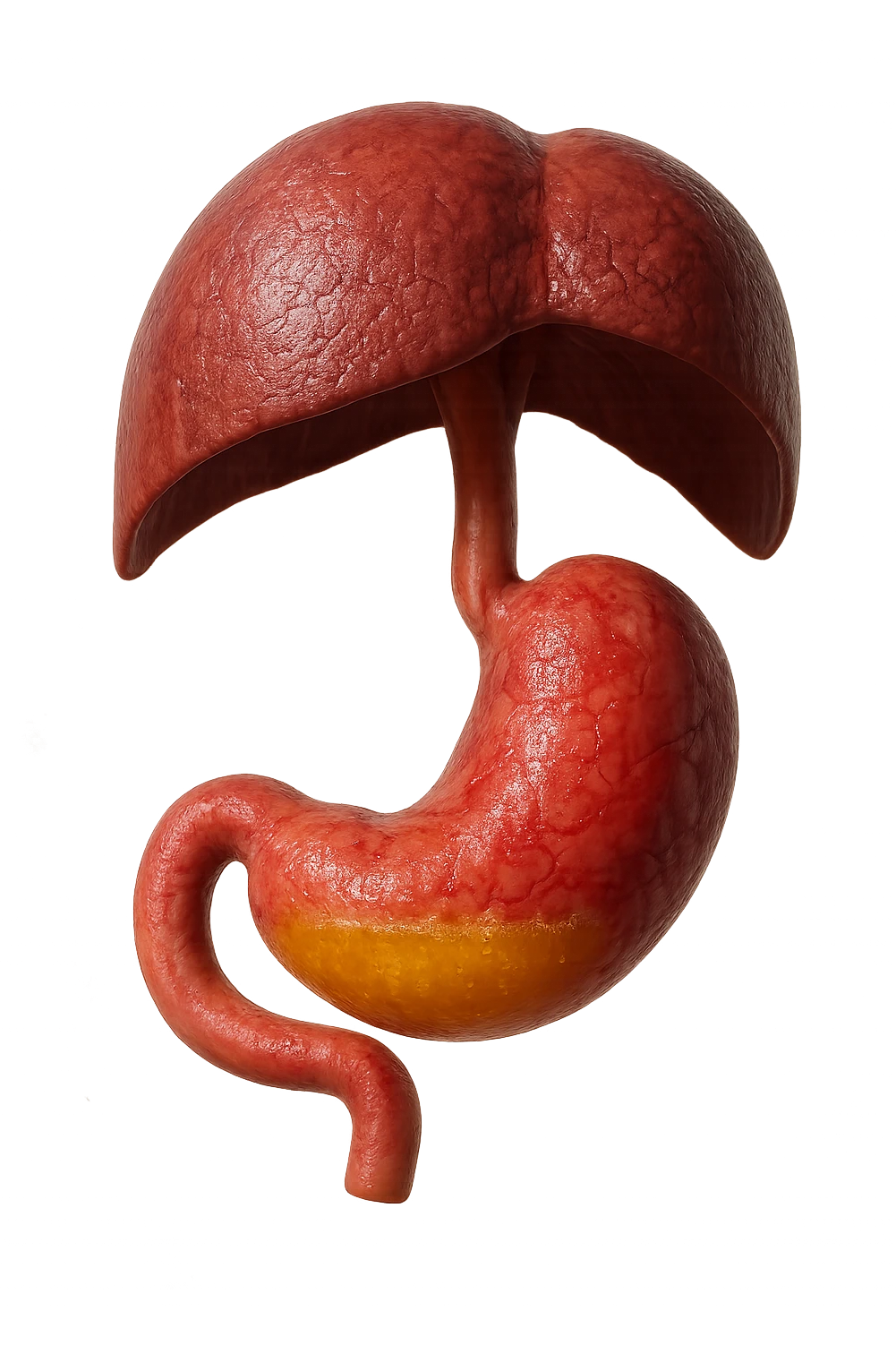 stomaco umano anatomico infiammato con acido giallo all'interno fluttua in aria insieme ad un diaframma umano, iperrealistico 4k, isolato su sfondo bianco emoji