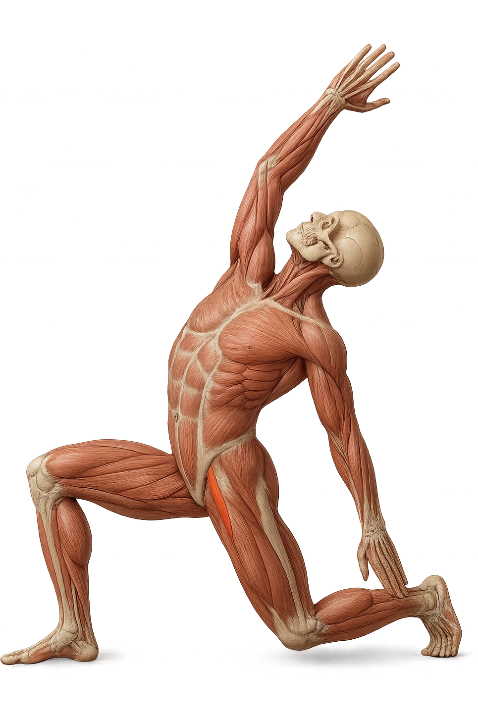 corpo umano anatomico realistico che fa stretching allungando il muscolo PSOAS, isolato su sfondo bianco emoji