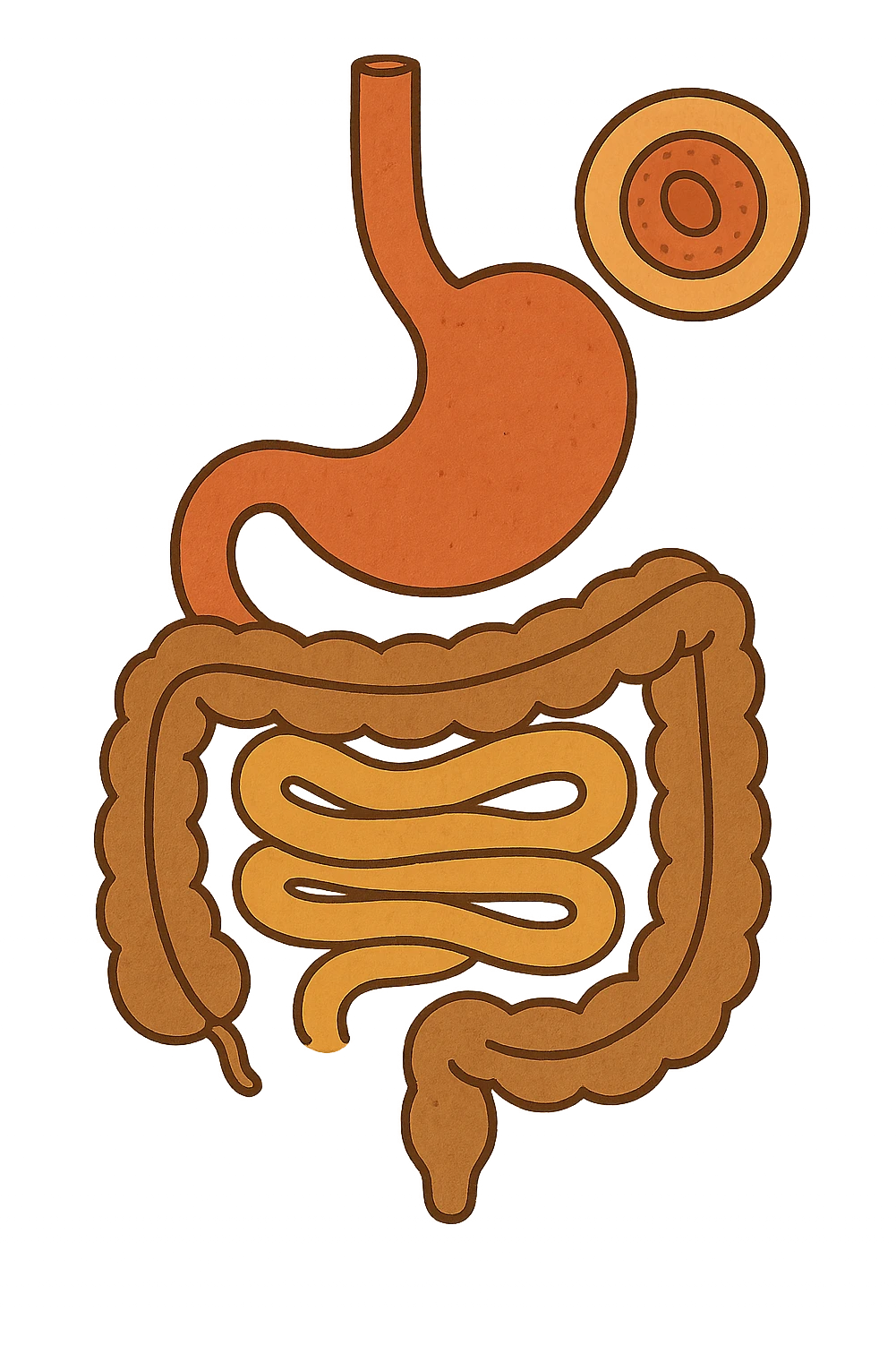 Anatomical illustration of the human digestive system, showing a cell, small intestine, and large intestine. Smooth 3D style, soft shading, clean and simple design.
 emoji