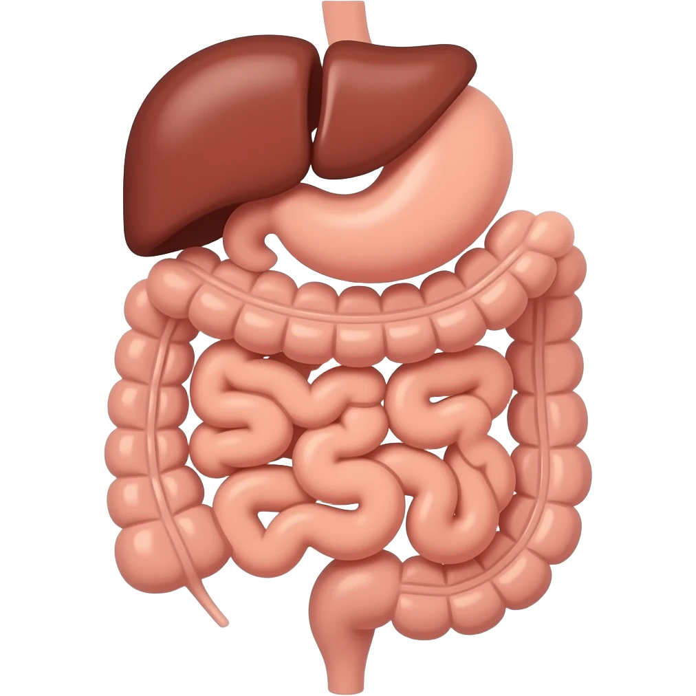 Representación del sistema digestivo humano emoji