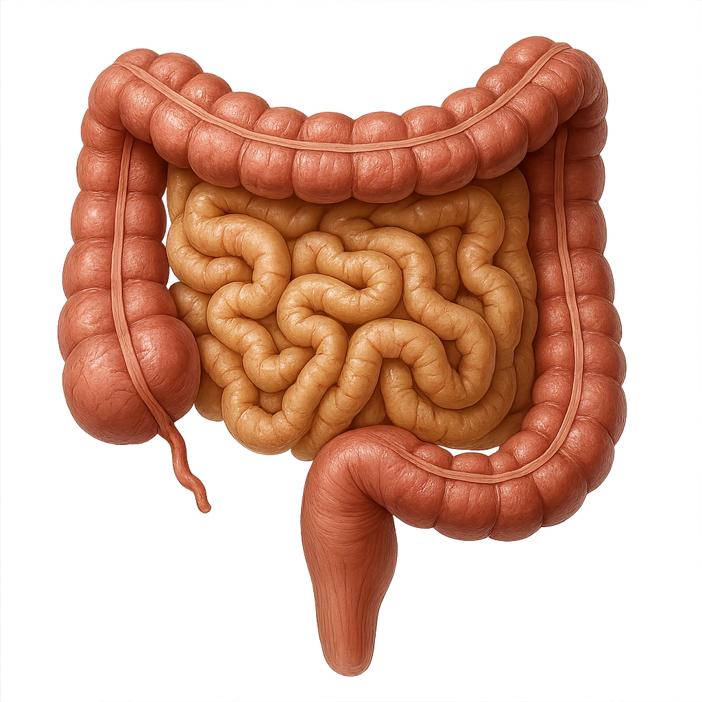intestino umano anatomico, iperrealistico 4k emoji
