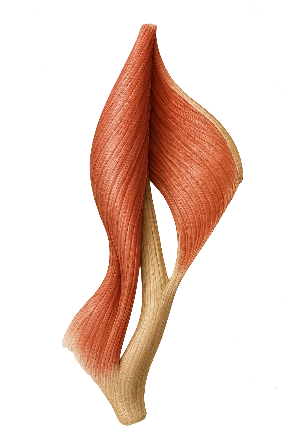 ILEOPSOAS DI UN CORPO UMANO ANATOMICO REALISTICO, iperrealistico 4k emoji