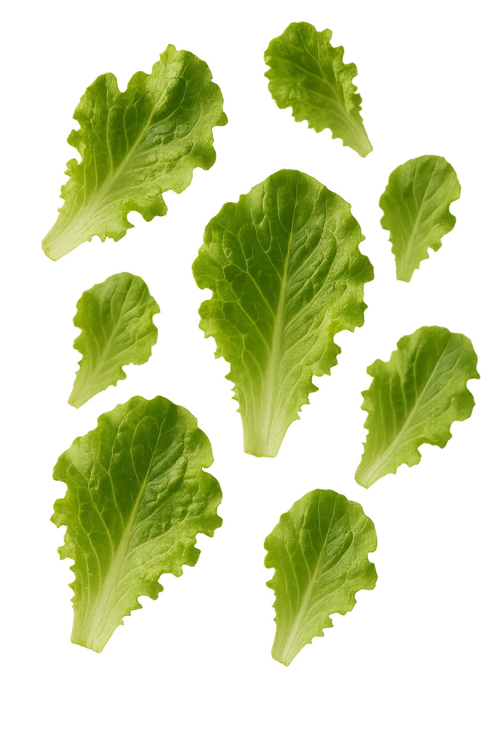 foglie di insalata fluttuano in aria, iperrealistico, non disegnato emoji