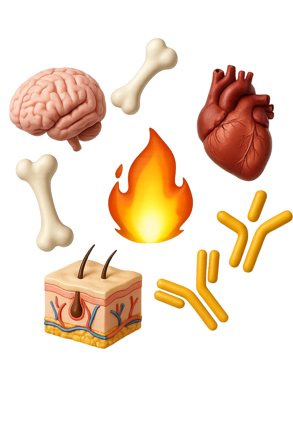 EMOJI STILE IPHONE 3D DI cervello, ossa, cuore, porzione di epidermide e cellule di anticorpi che girano in tondo, al centro di questi elementi c'è una fiamma 3d  FALLO MOLTO REALISTICO IN 3D emoji