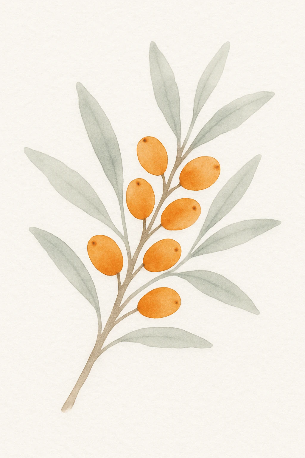 sea buckthorn branch with orange berries, watercolor style, delicate brush strokes, vibrant orange berries emoji