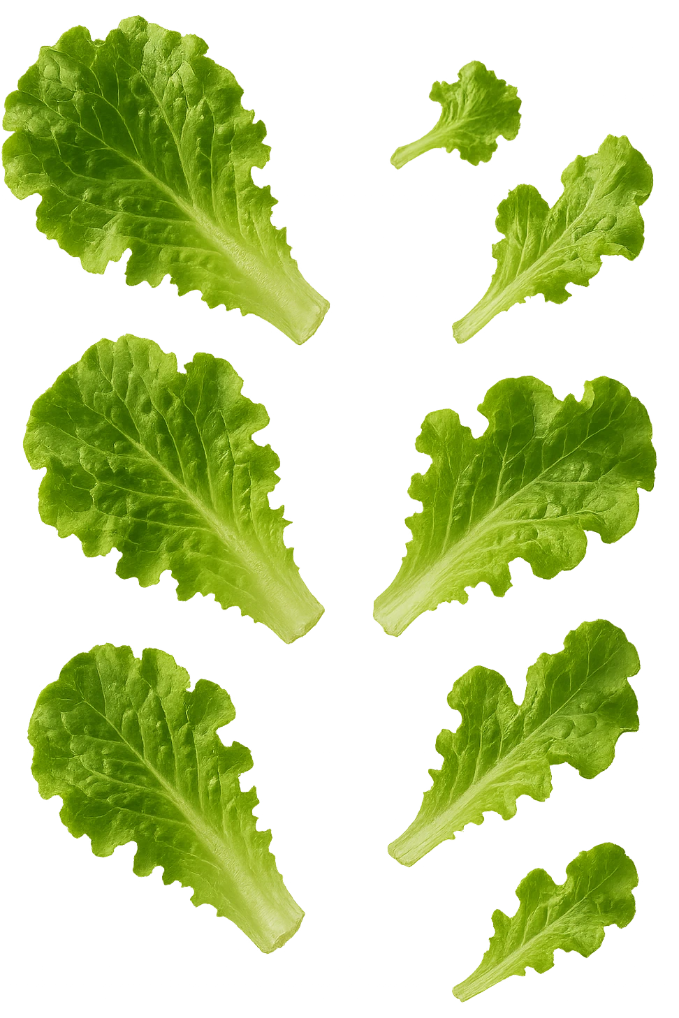 foglie di insalata fluttuano in aria, iperrealistico, non disegnato emoji