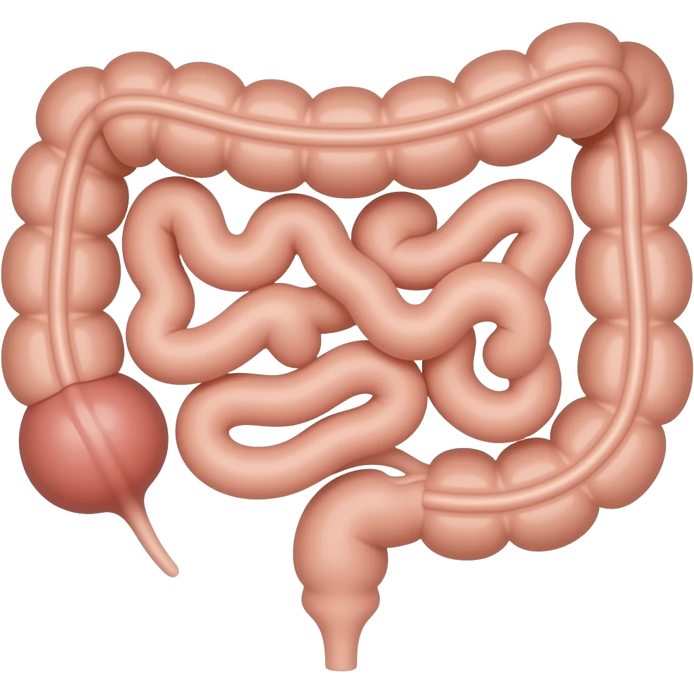 intestino tenue anatomia emoji