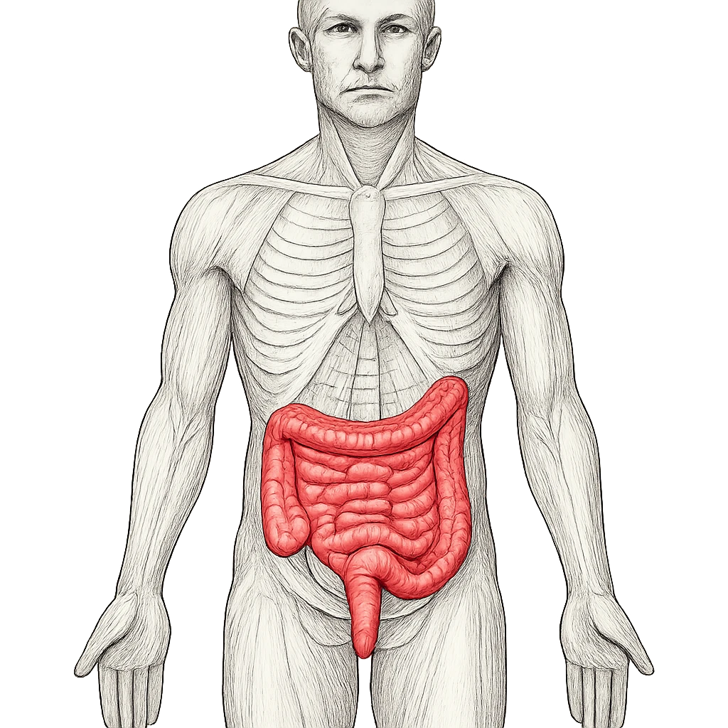 human body with intestine highlighted in red, anatomical illustration, white background emoji