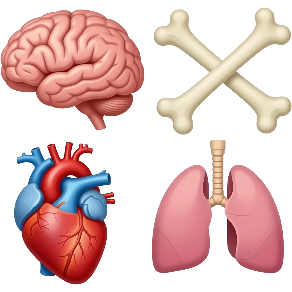 Muchos 🦴🧠🫀🫁 emoji