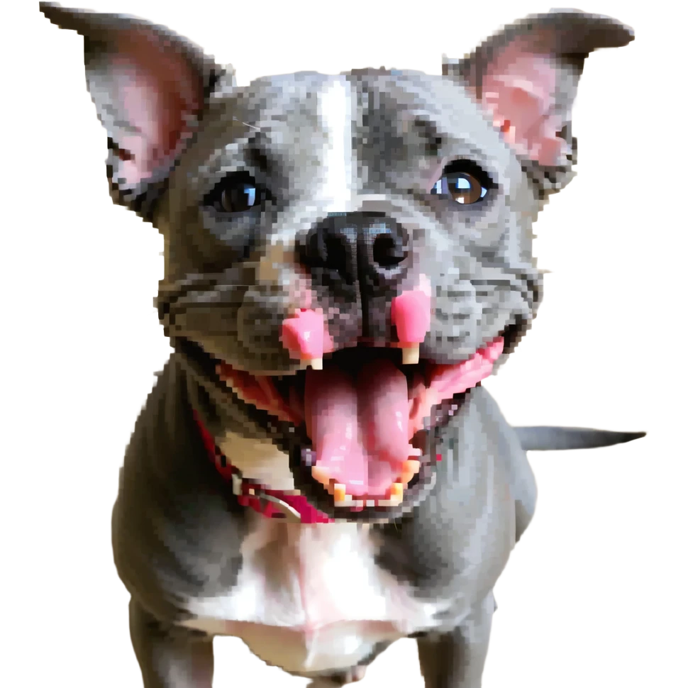 round circle puppy head full grey bleu staffy, big open mouth, big tongue out, stupid expression emoji