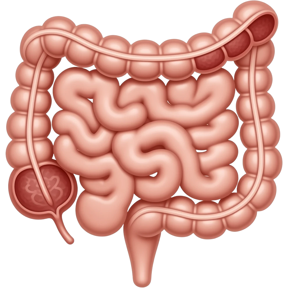 appendix in bowel anatomy image emoji