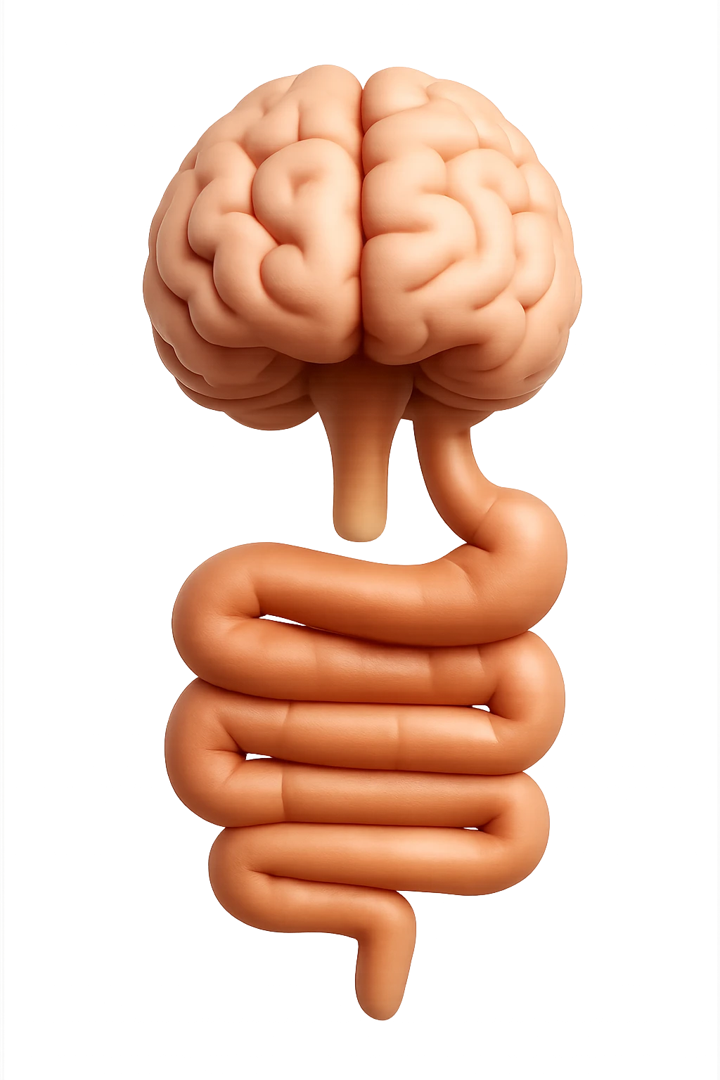 emoji stile iphone in 3d di cervello e intestino collegati verticalmente, iperrealistico 4k emoji
