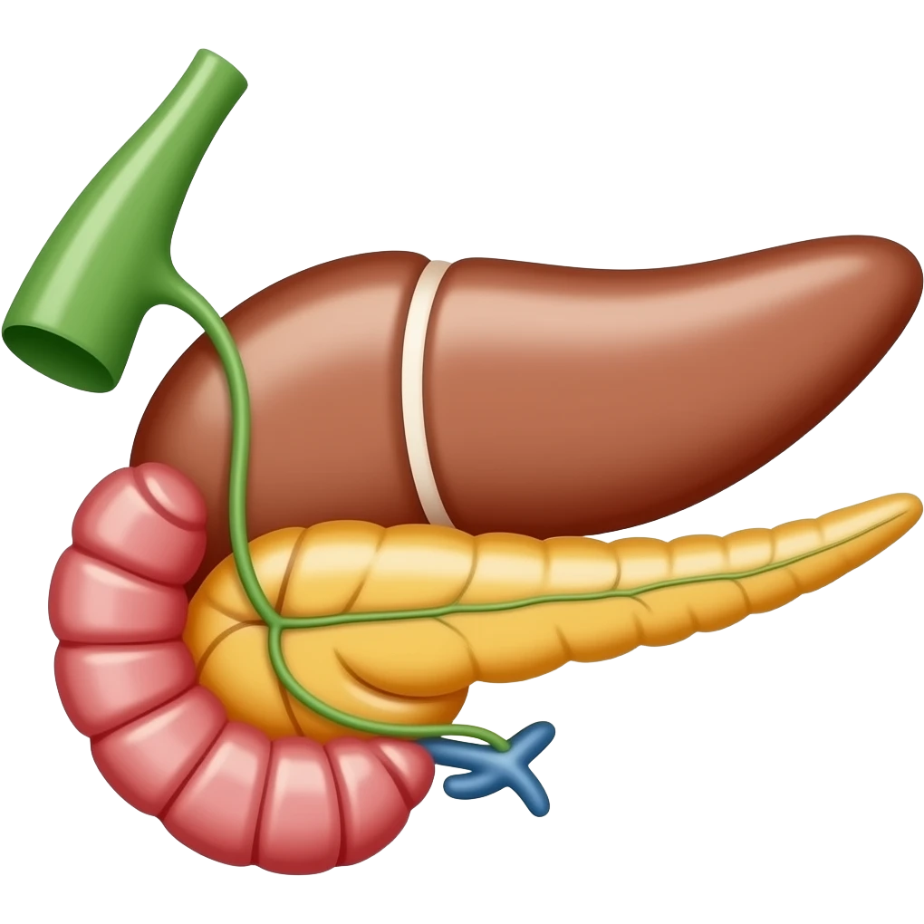 pancreas anatomy emoji