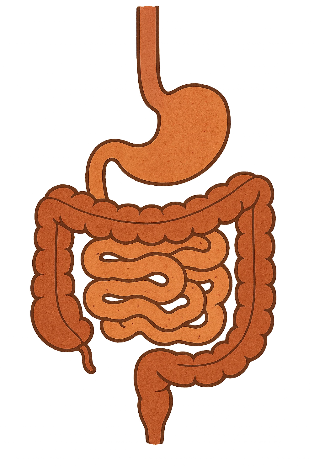 Anatomical illustration of the human digestive system, showing the colon, small intestine, and large intestine. Smooth 3D style, soft shading, clean and simple design.
 emoji
