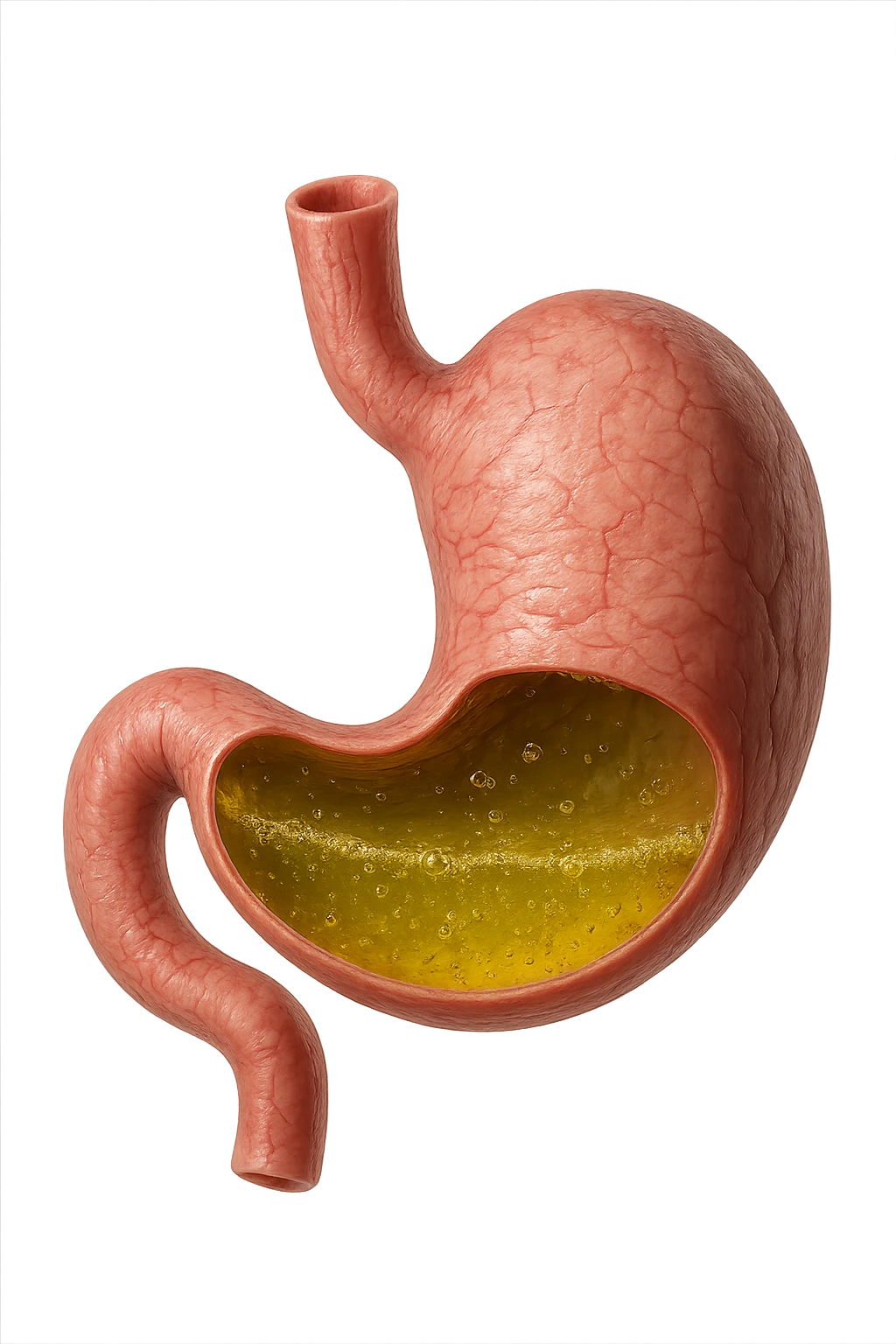 stomaco con acido giallo all'interno, iperrealistico, non disegnato emoji