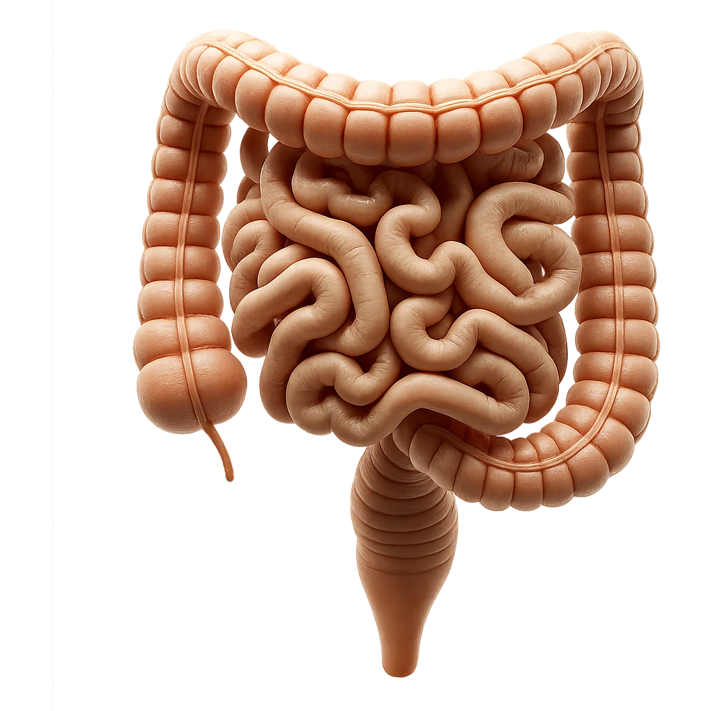 intestino umano anatomico realistico iperrealistico 4k emoji