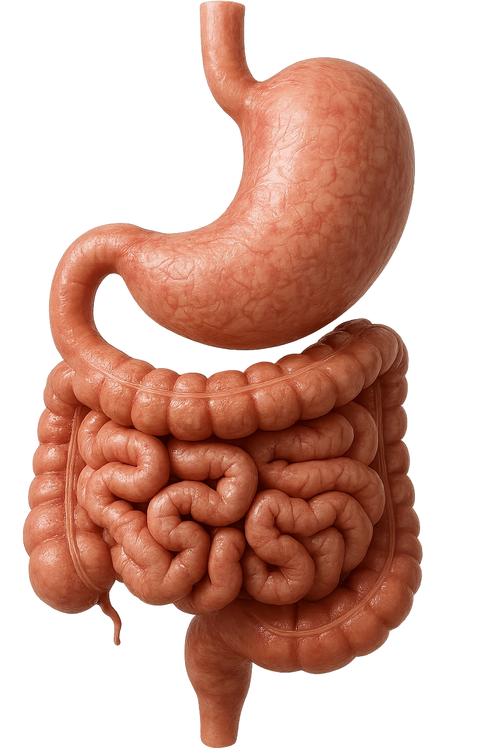 intestino e stomaco sono collegati, iperrealistico 4k, non disegnato emoji