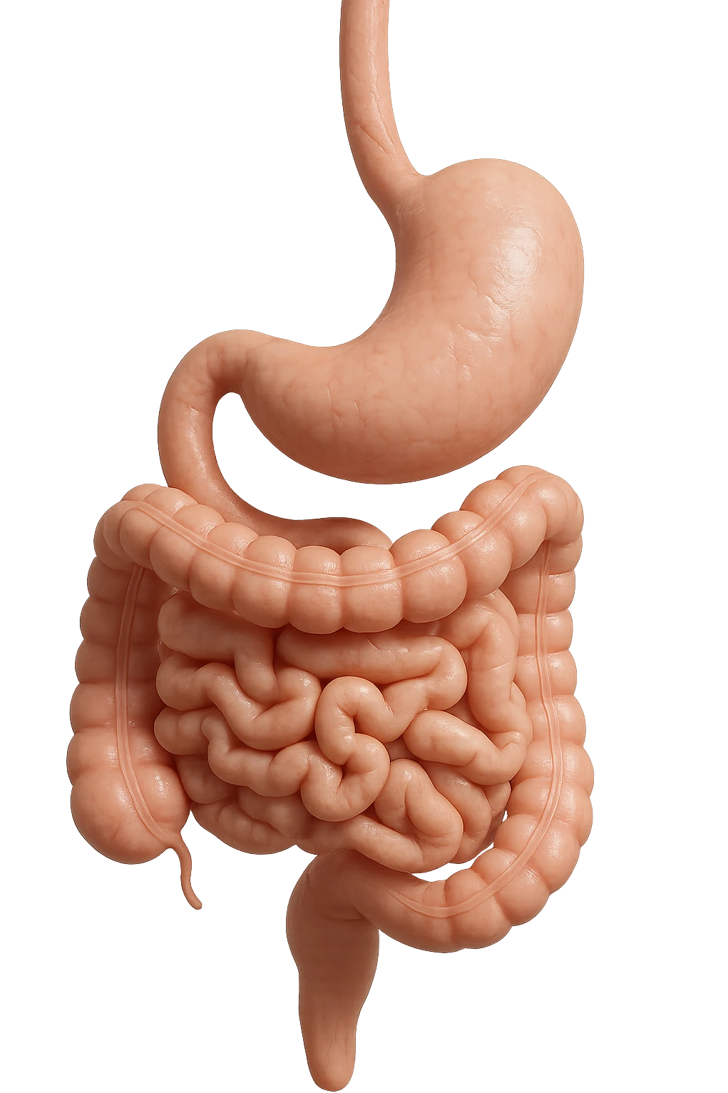 stomaco e intestino sono collegati, colore chiaro, iperrealistico 4k emoji