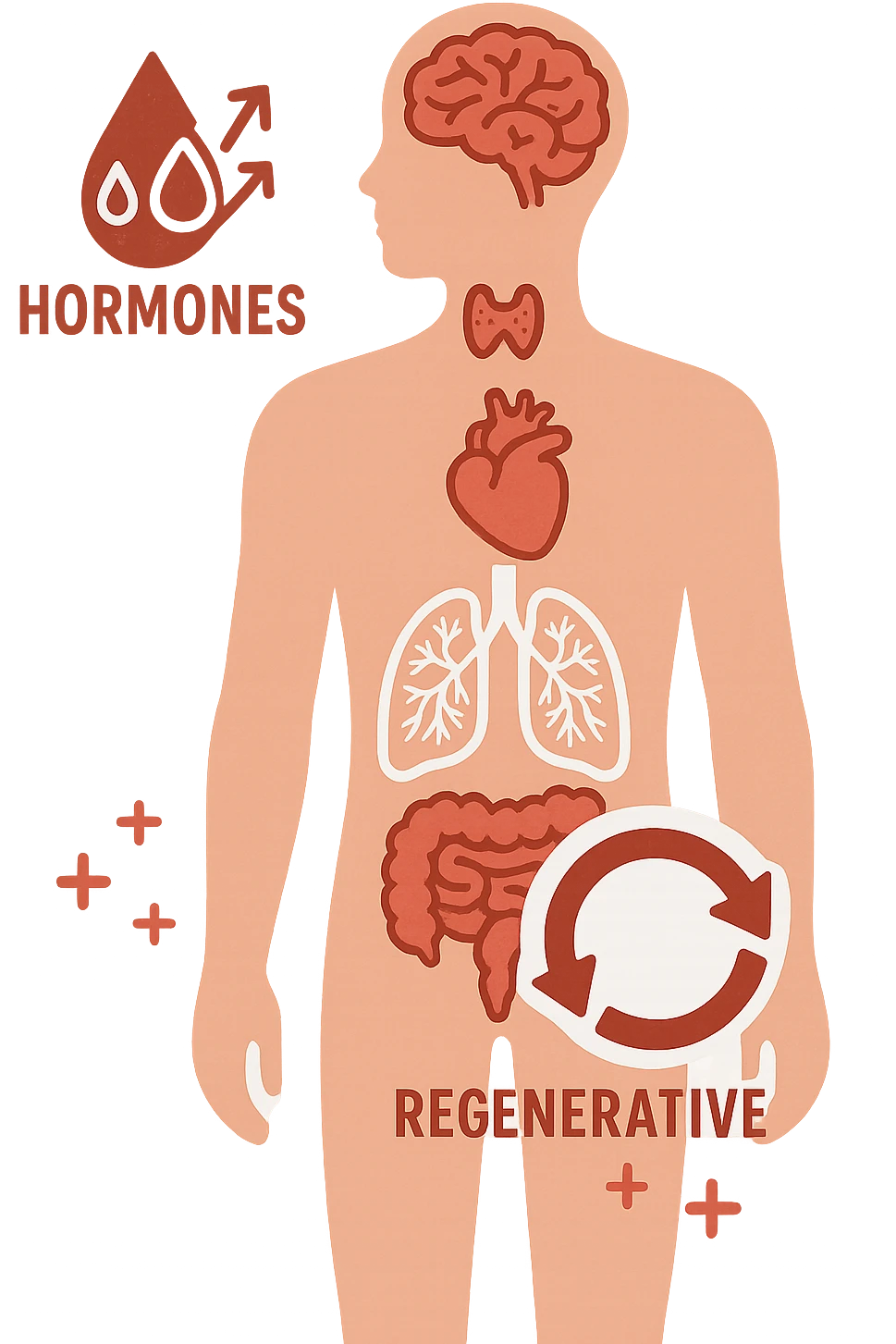 The combination of the body's internal hormonal and regenerative capabilities emoji