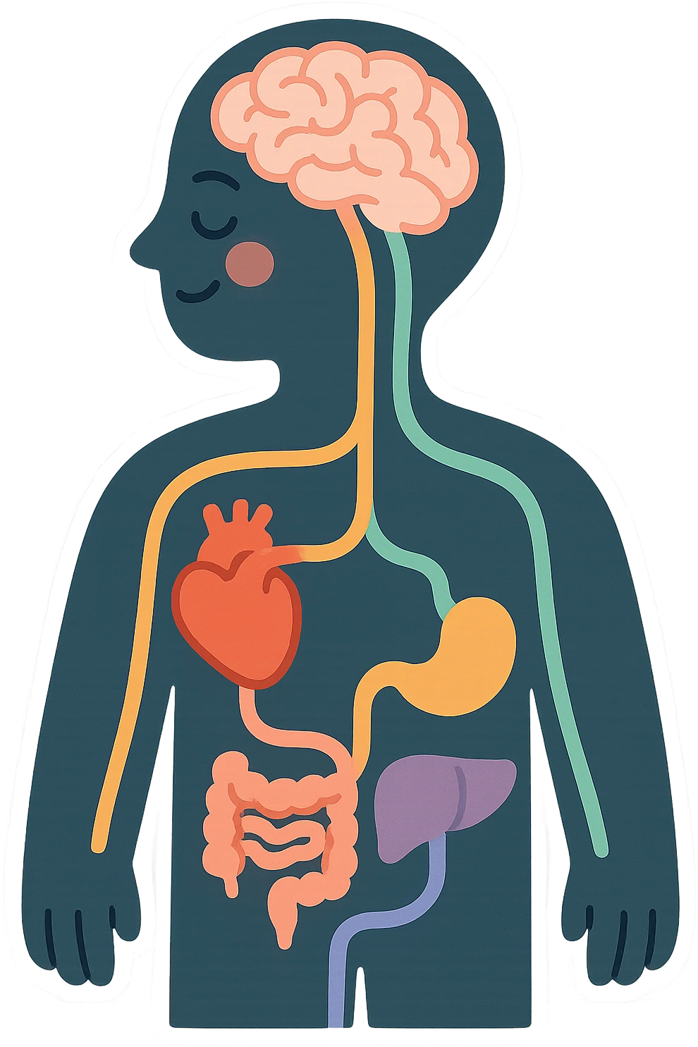 silhouette of a person with colorful lines connecting the brain and various organs, symbolizing the connection between mind and body, pastel toon style, clear contours, soft shadows and highlights, transparent background, white outline emoji