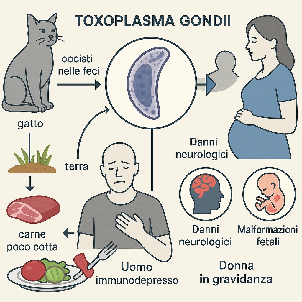 Toxoplasma gondii, infetta uomo immunodepresso e donne incinta. Causando gravi problemi tutto scritto in italiano emoji