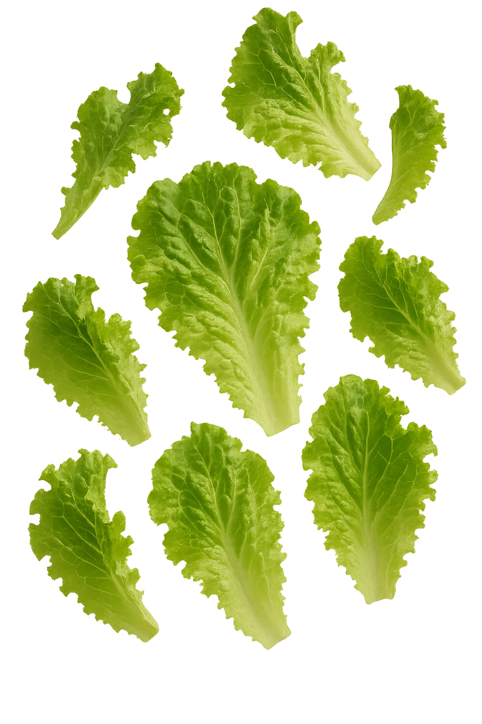 foglie di insalata realistiche fluttuano in aria, IPERREALISTICO 4K emoji