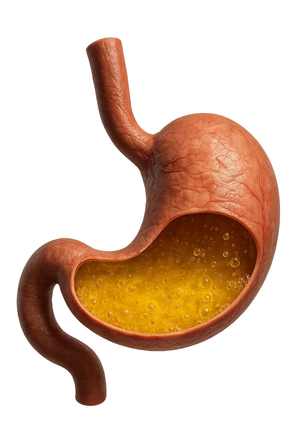 STOMACO CON ACIDO GIALLO ALL'INTERNO, IPERREALISTICO 4K emoji