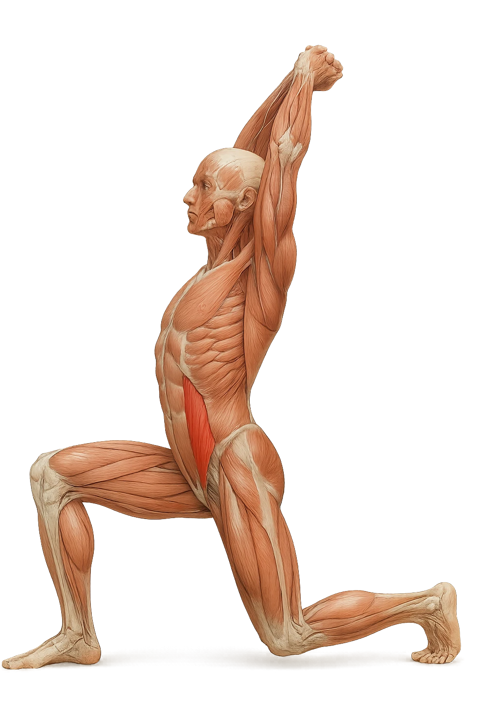corpo umano anatomico realistico che fa stretching allungando il muscolo PSOAS, isolato su sfondo bianco emoji