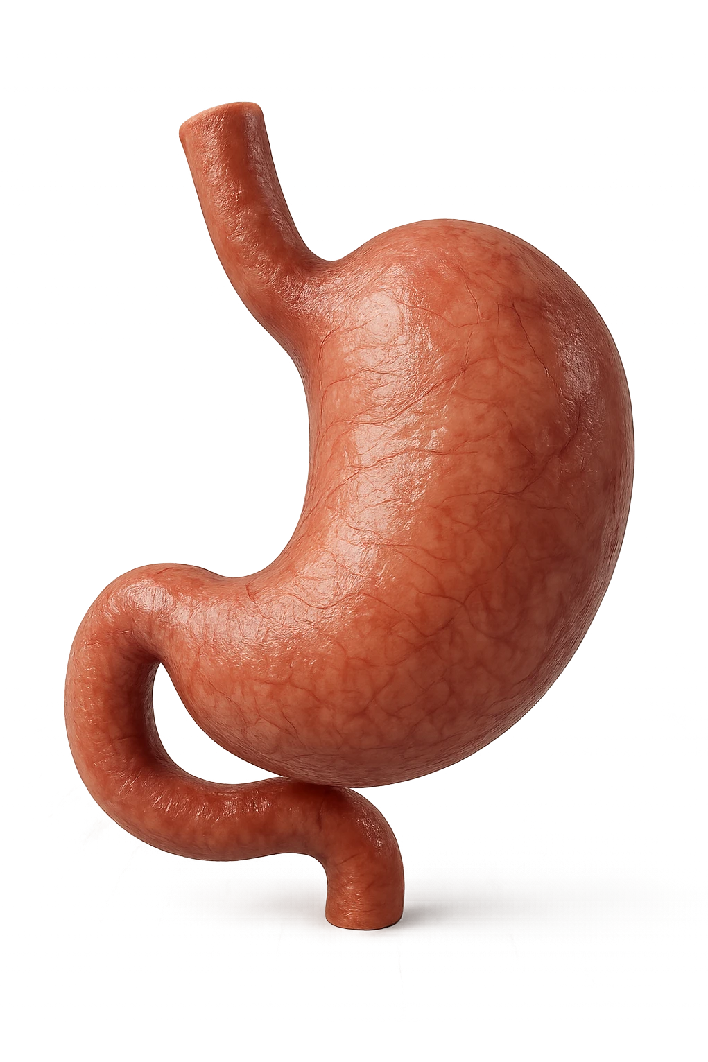 stomaco umano 3d emoji