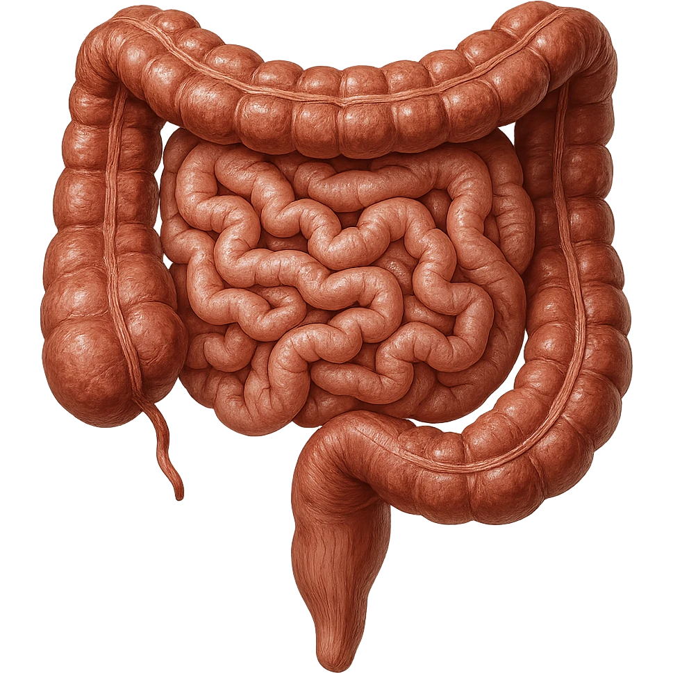 intestino umano anatomico, iperrealistico 4k emoji