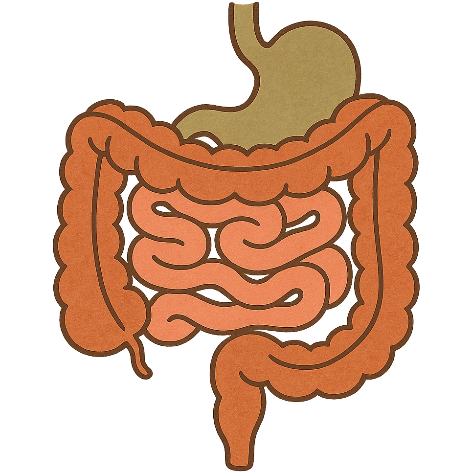 Anatomical illustration of the human digestive system, showing the colon, small intestine, and large intestine. Smooth 3D style, soft shading, clean and simple design.
 emoji