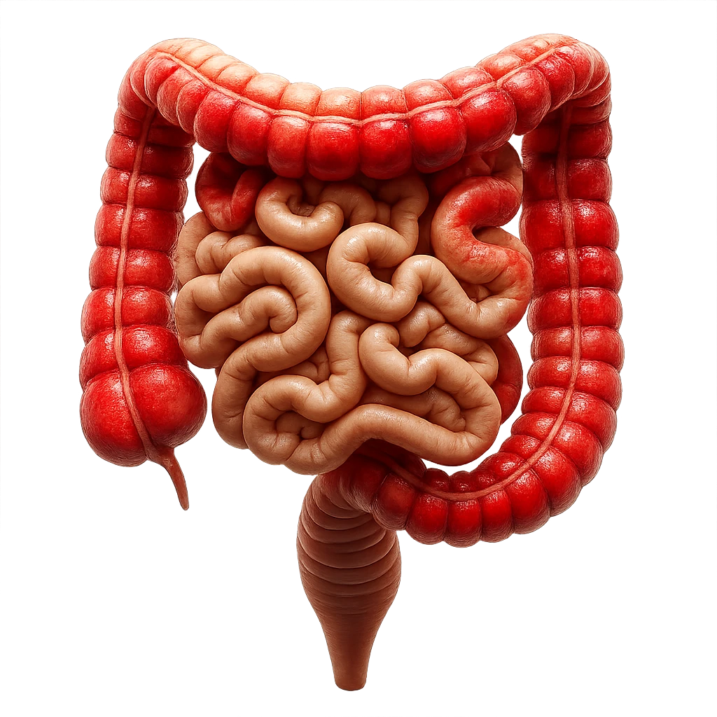 intestino umano anatomico realistico con gonfiori e rossori sul colon iperrealistico 4k emoji