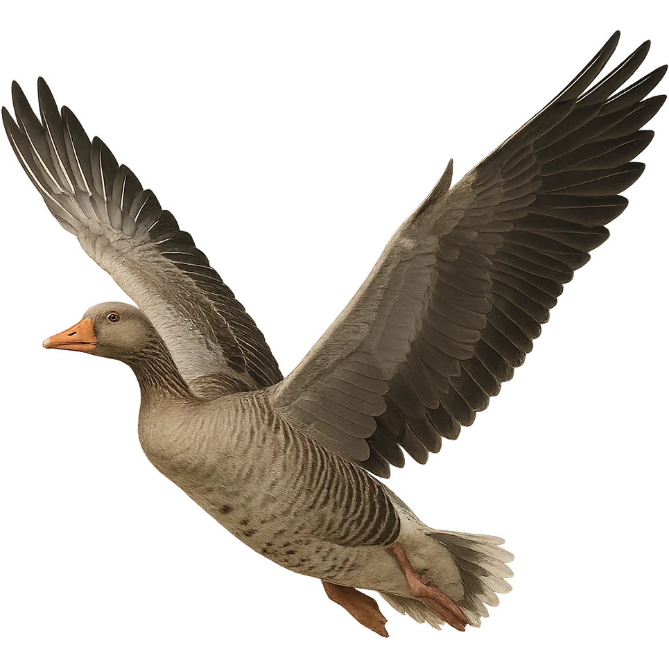 goose with open wings, realistic style, transparent background emoji