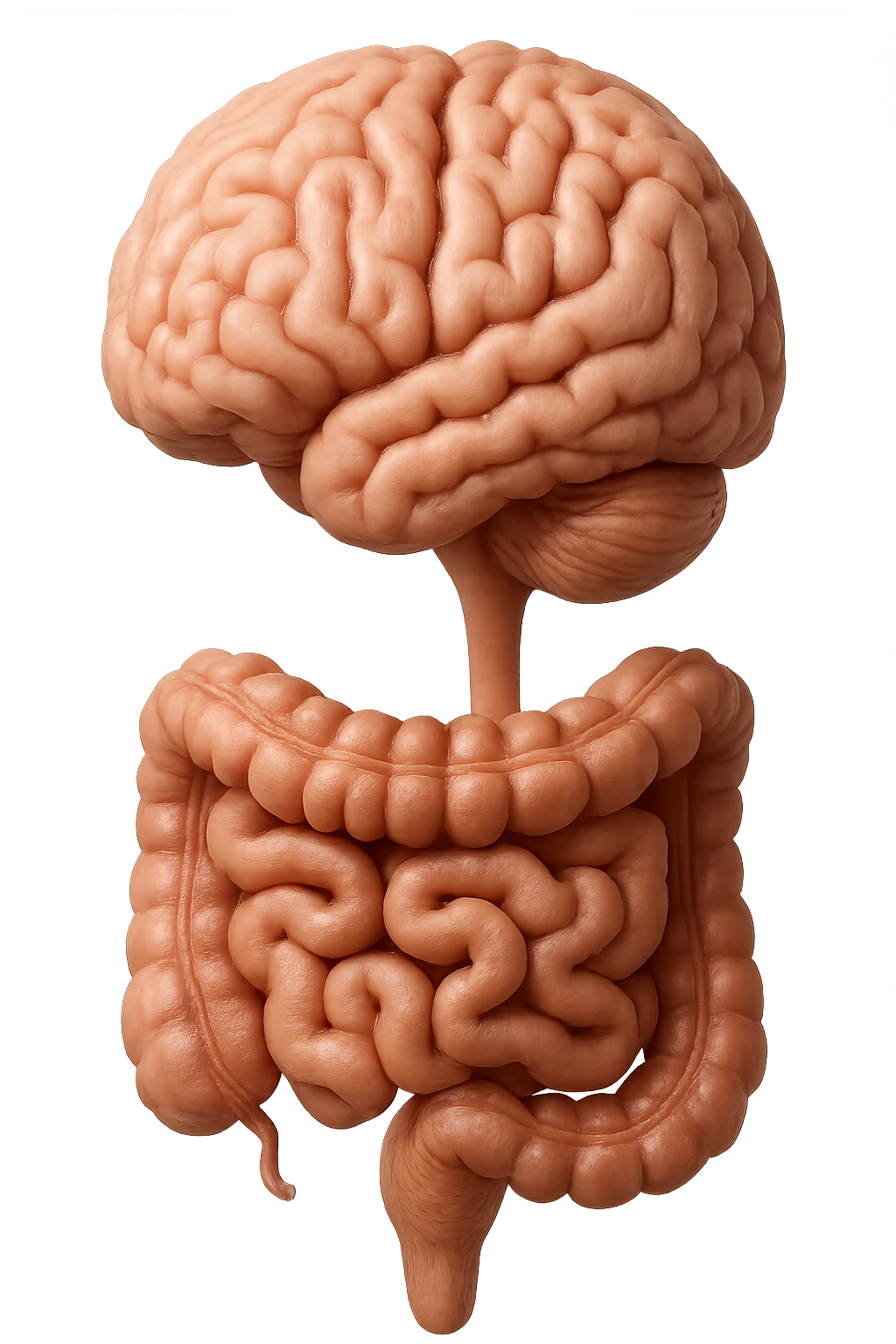 emoji stile iphone in 3d di cervello e intestino collegati verticalmente, iperrealistico 4k emoji