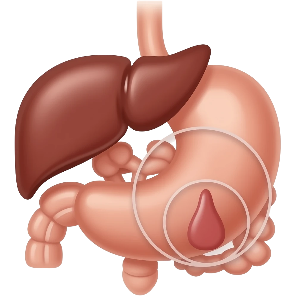appendix in bowel anatomy image, circle around the appendix emoji