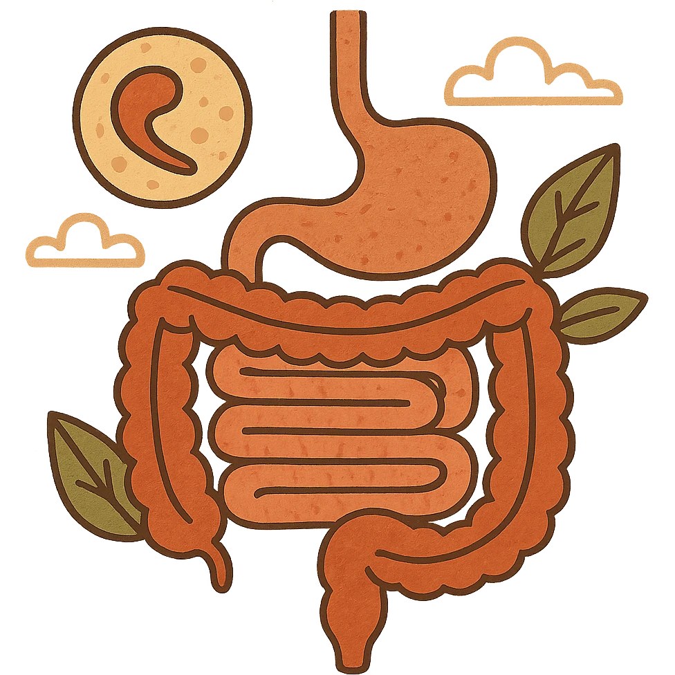 Anatomical illustration of the human digestive system, showing a cell, small intestine, and large intestine. Smooth 3D style, soft shading, clean and simple design.
 emoji