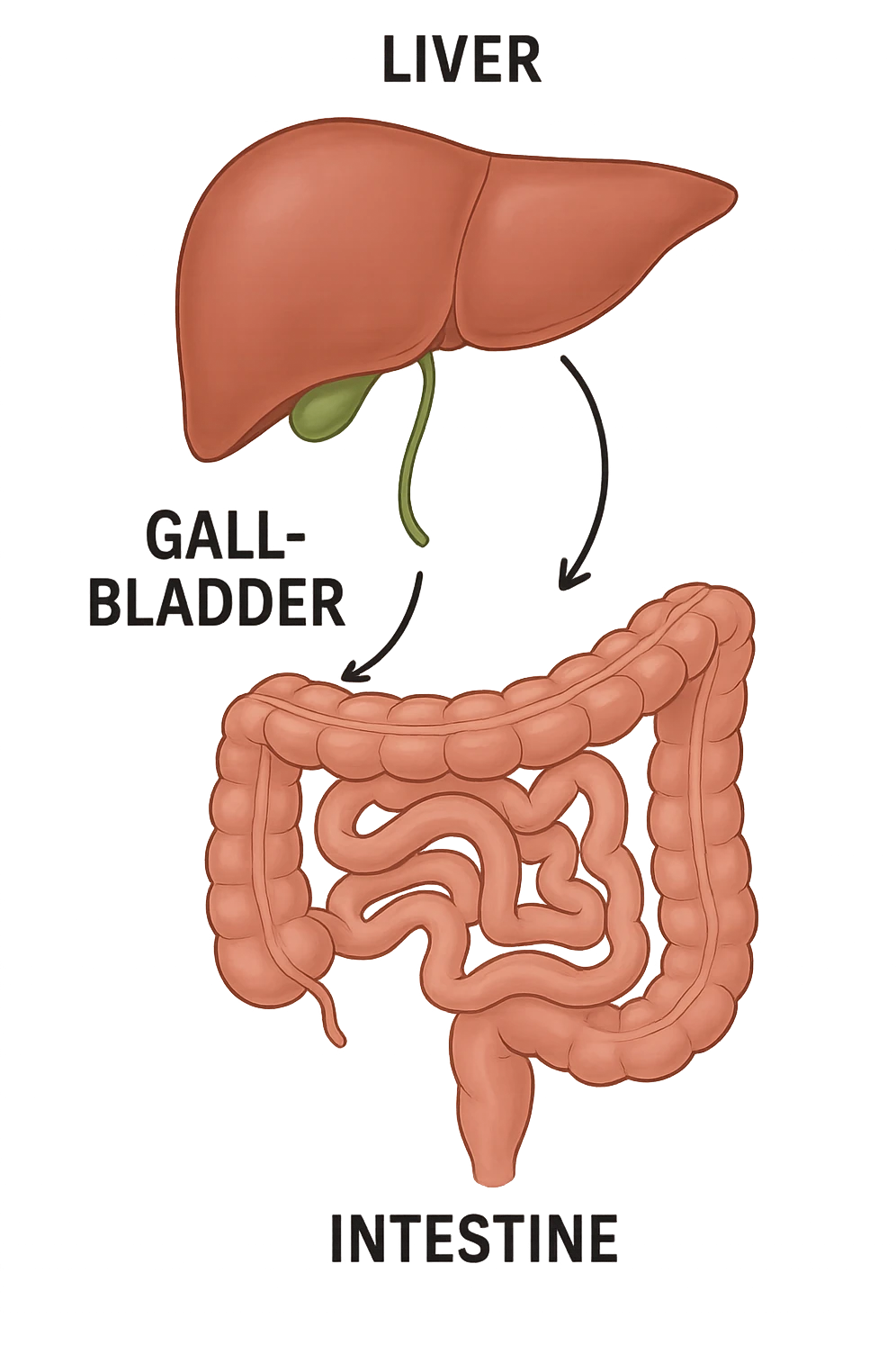 Connessione visiva, fegato , intestino e cistifellea emoji