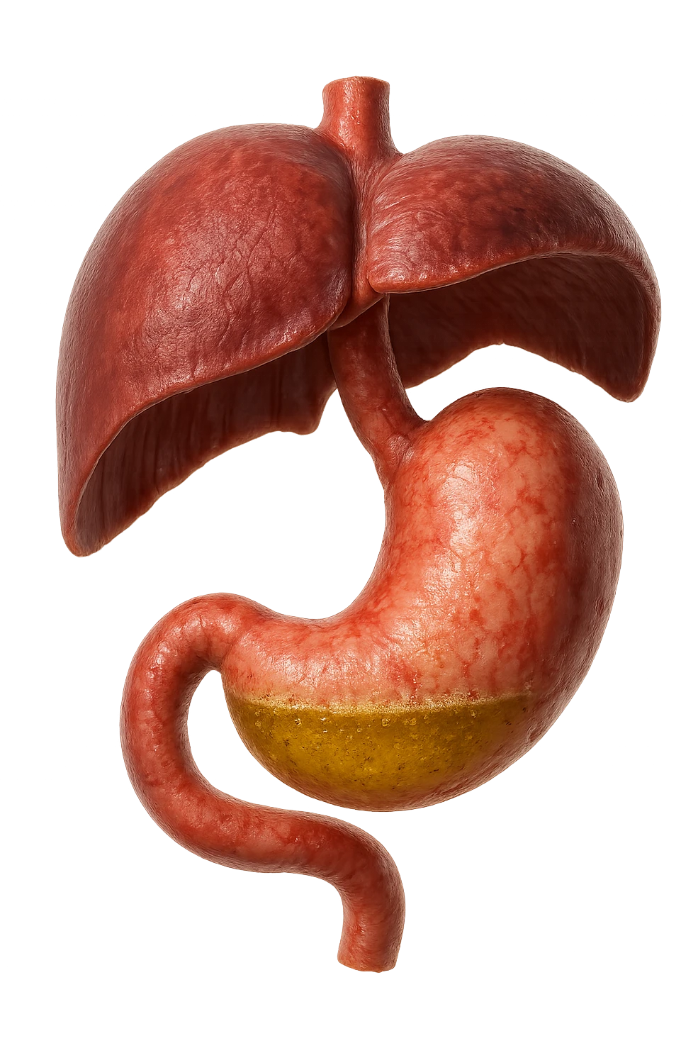stomaco umano anatomico infiammato con acido giallo all'interno fluttua in aria insieme ad un diaframma umano, iperrealistico 4k, isolato su sfondo bianco emoji