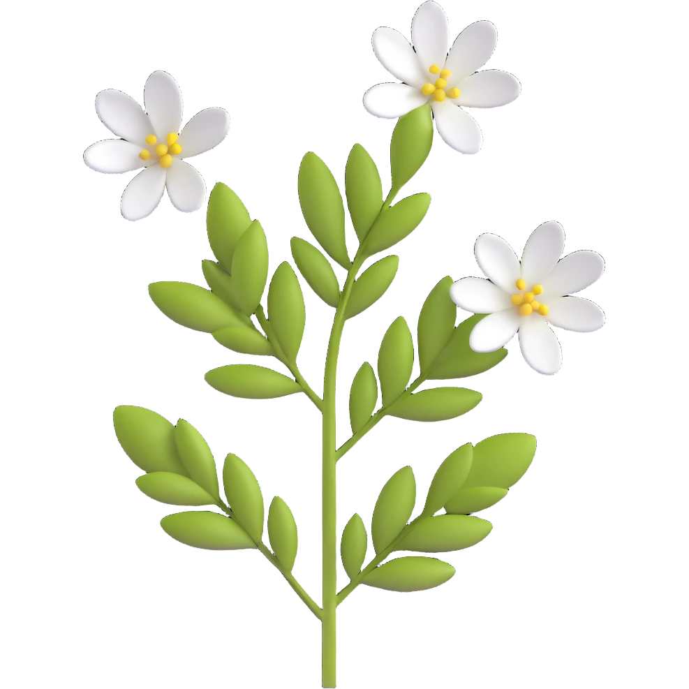 3D emoji style white acacia flower, three-dimensional and lively, no background emoji